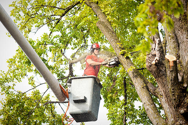 How Our Tree Care Process Works  in  La Mirada, CA