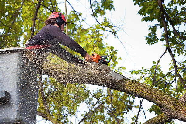 Trusted La Mirada, CA Tree Services Experts